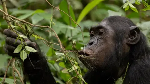 Chimpanzees Drinking an Amount Equal of an Alcoholic Beverage Daily from Overripe Produce, Investigation Finds