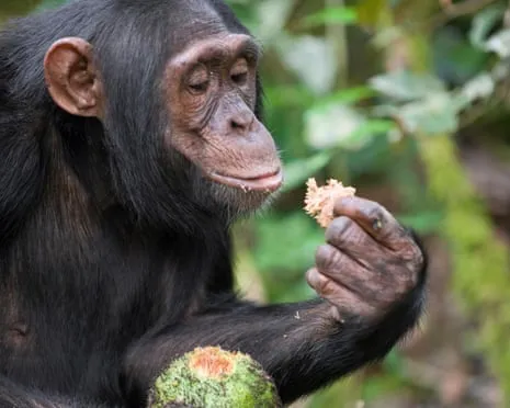 Wild Chimps Ingest Everyday Ethanol Equivalent to a Pint from Ripe Figs