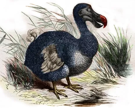 Experts Claim They’ve Made a ‘Pivotal Step’ in Bringing Back the Extinct Bird for the First Time in Multiple Generations